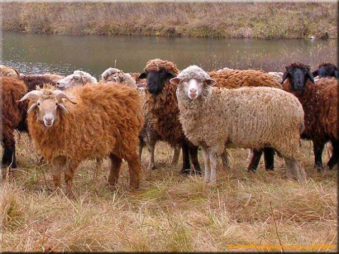 Մշակվել է ոչխարաբուծության զարգացման հայեցակարգը