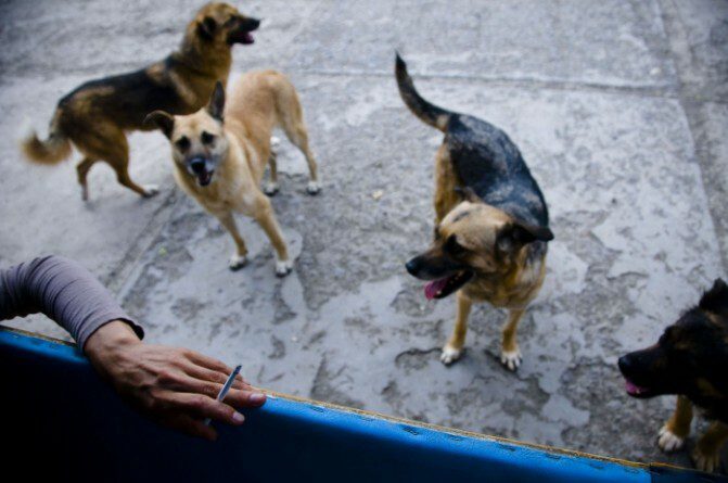Ահռելի քանակի շների դիակներ, ոչ նպատակային ծախսված փողեր... «Յունիգրաֆ իքս» ՍՊԸ-ն հակադարձում է մեղադրանքները