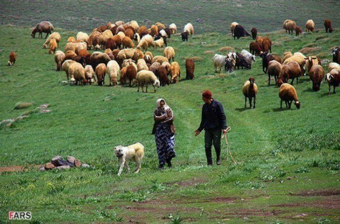 «Մայիսի վերջից Իրանի ոչխարները կարածեն Սյունիքո՞ւմ». իրանական կողմը պնդում է, մարզպետը շարունակում հերքել` նման բան չկա