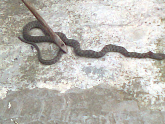 Մանկապարտեզում օձ է հայտնաբերվել