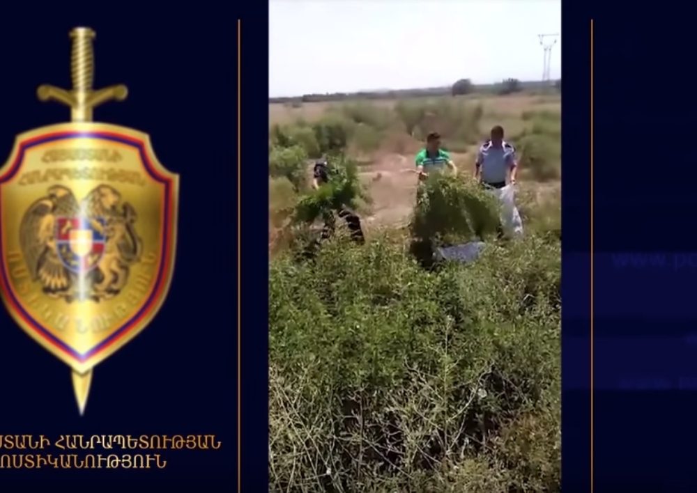 Վաղարշապատի ոստիկանները հայտնաբերեցին իրական «նարկոֆերմա» (Տեսանյութ)