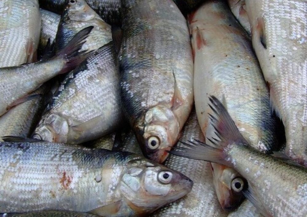 Սևանա լճից ապօրինի ձկնորսություն կատարելու դեպքի առթիվ հարուցվել է քրեական