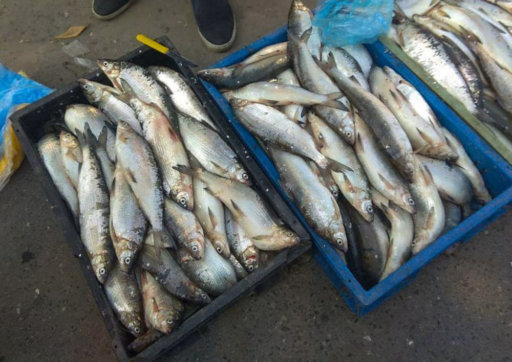 Ավելի քան 44 տոննա սիգ ձուկ է իրացվել. հարուցվել է քրեական գործ