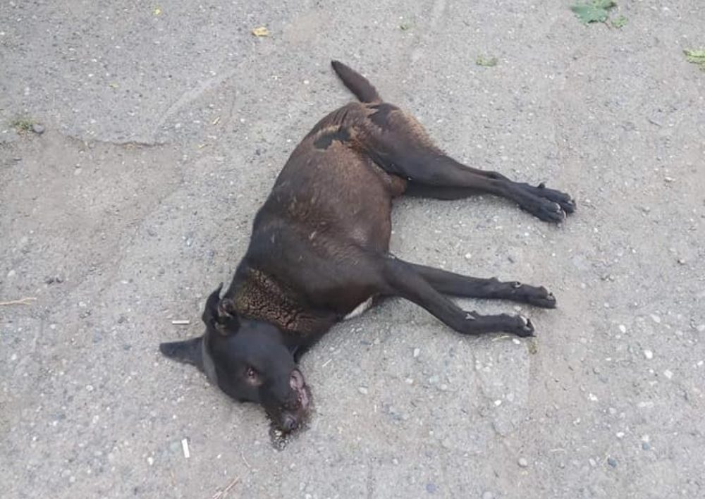 Դաժան սպանդ՝ Էջմիածնում, սպանվել են նաև քաղաքապետարանի կողմից ստերջացված շներ. Econews.am