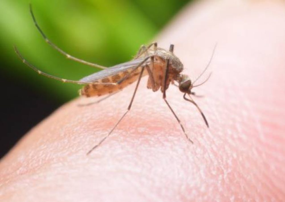 Գիտնականները պարզել են, թե ում են ավելի հաճախ կծում մոծակները