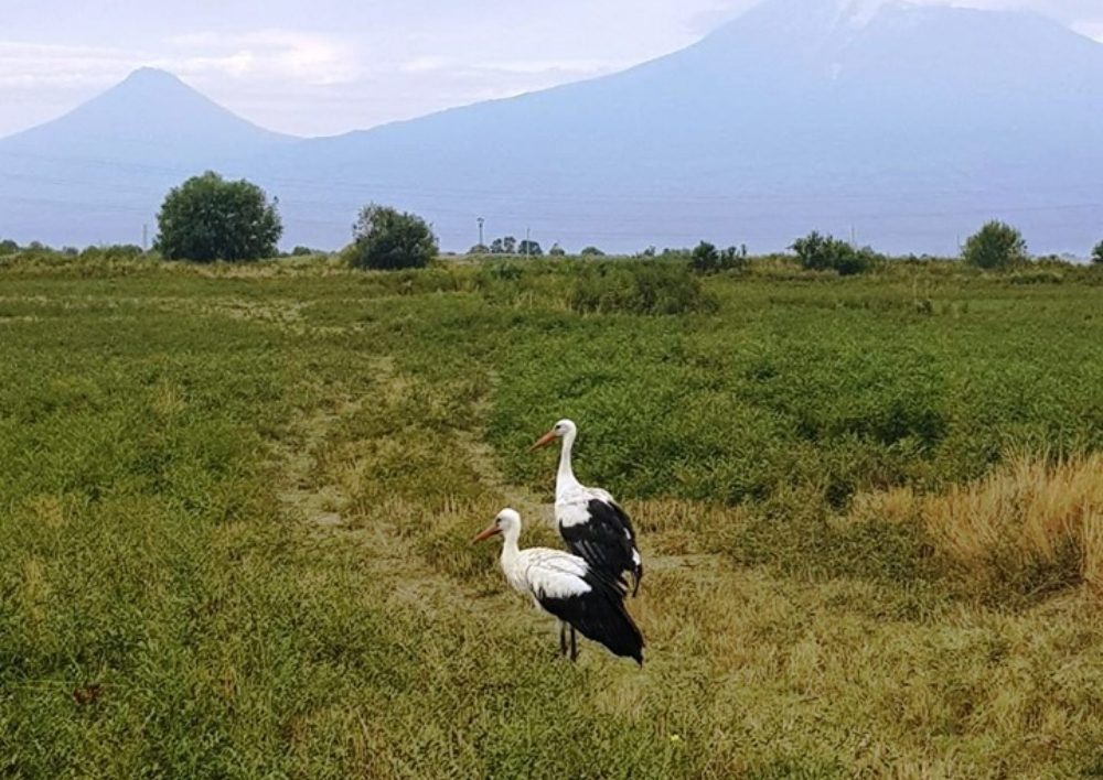 Հայաստանում առաջին անգամ բնություն են վերադարձվել փրկված և բուժված կարմիրգրքյան թռչուններ