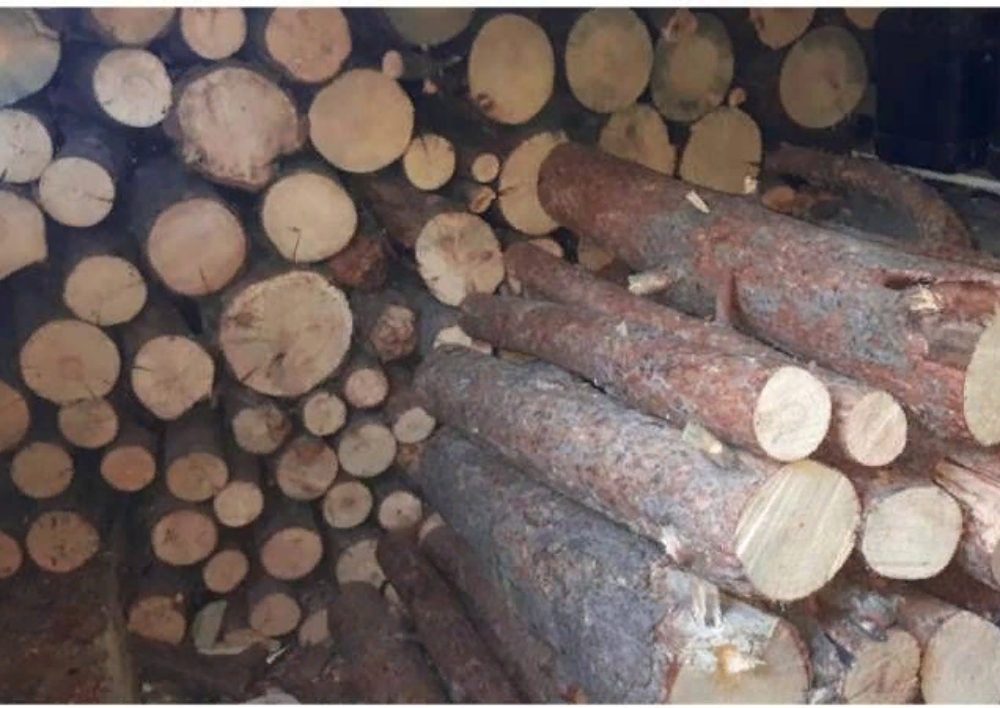 «Հայաստանի անտառների պահպանությանն ուղղված մեր քաղաքականությունը արդյունավետ է»․ Նիկոլ Փաշինյանը թվեր է հրապարակել